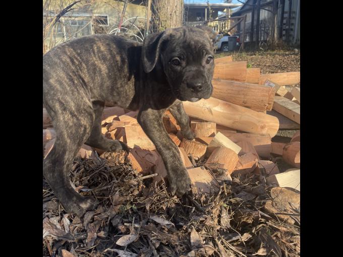 Cane corso