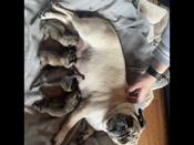 Pug