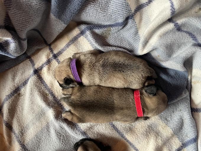 Pug