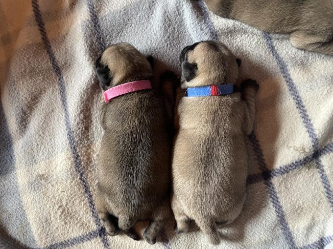 Pug