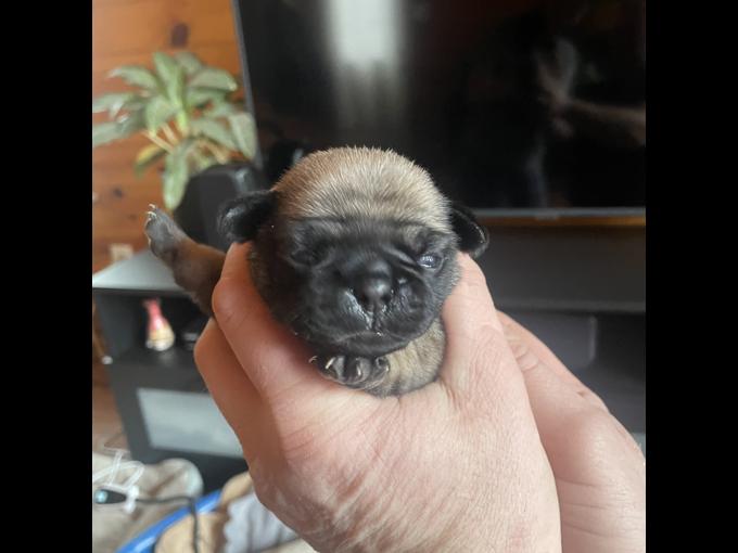 Pug