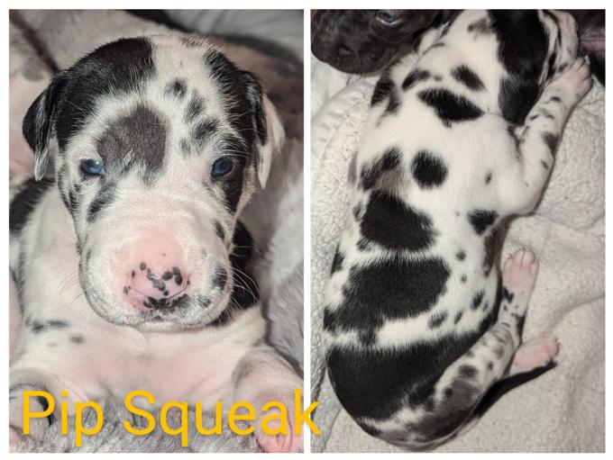 Great Dane