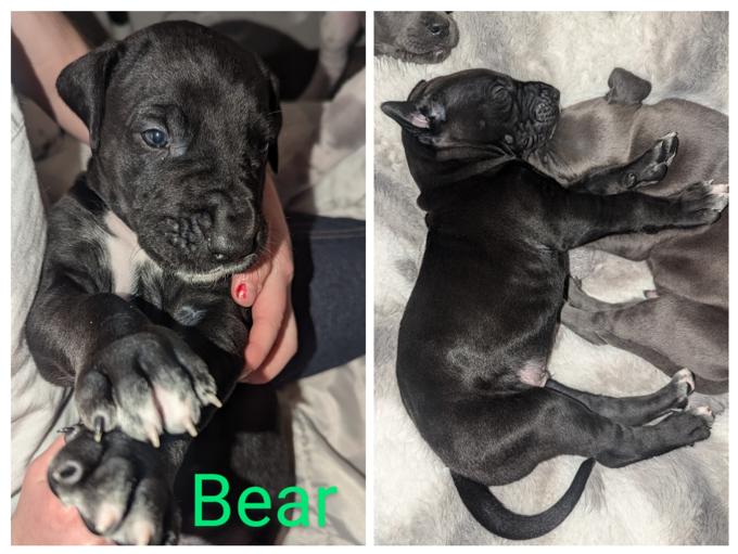Great Dane