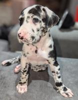 Great Dane