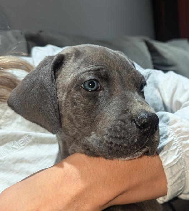 Great Dane