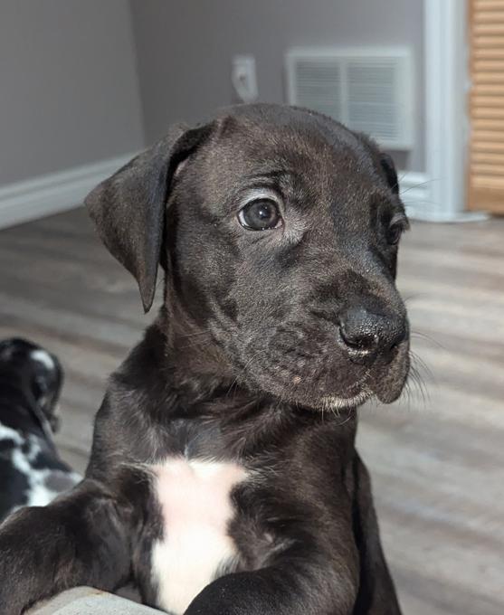 Great Dane