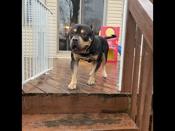 American Bully