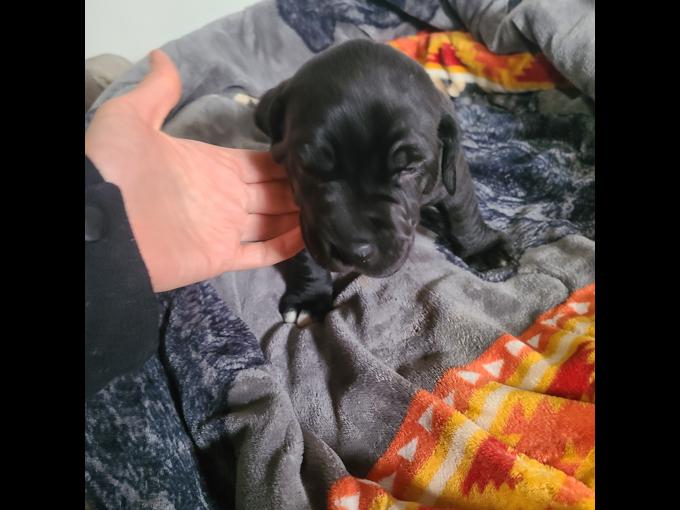 Blood hound/ some kind of big white dog