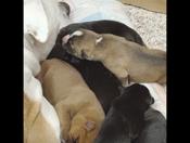 Bullmastiff, America bully, cane Corso, Malamute