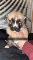 Corso can. Husky mix