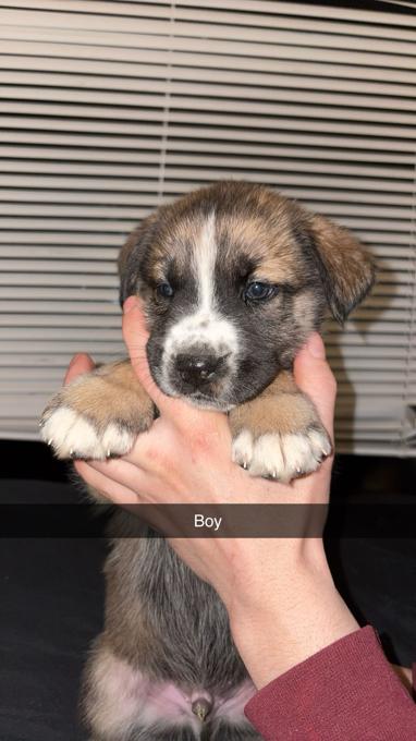 Corso can. Husky mix