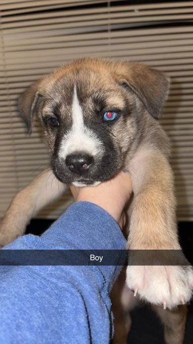 Corso can. Husky mix