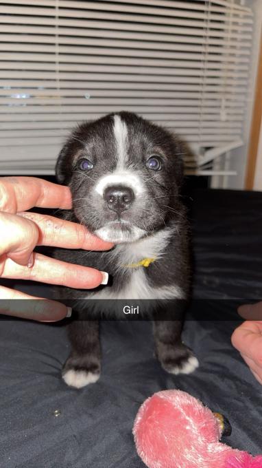 Corso can. Husky mix