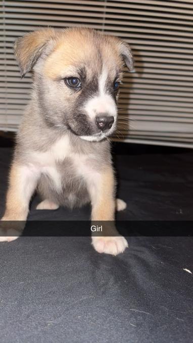 Corso can. Husky mix