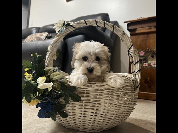 Coton De Tulear
