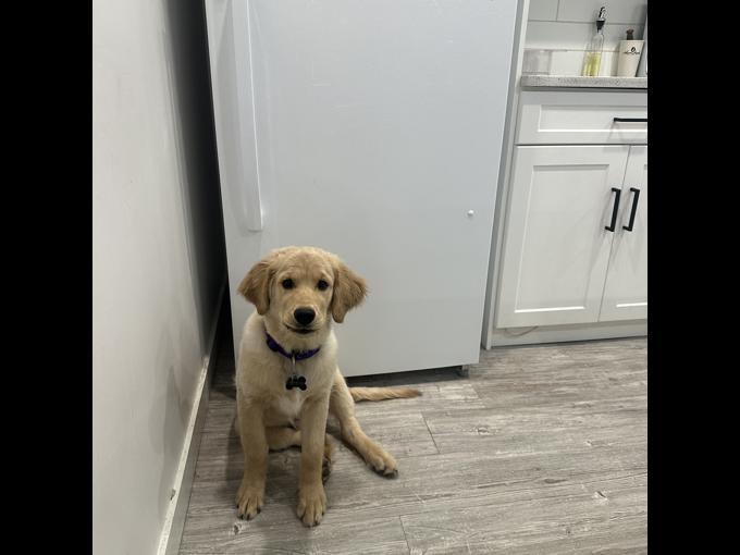 Golden retriever