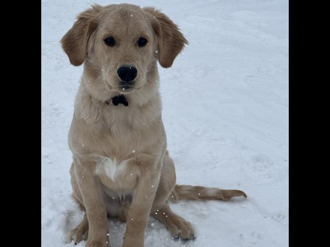 Golden retriever