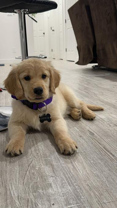 Golden retriever