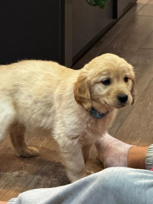 Golden retriever