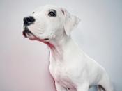 Dogo Argentino