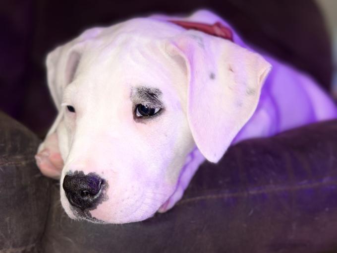 Dogo Argentino