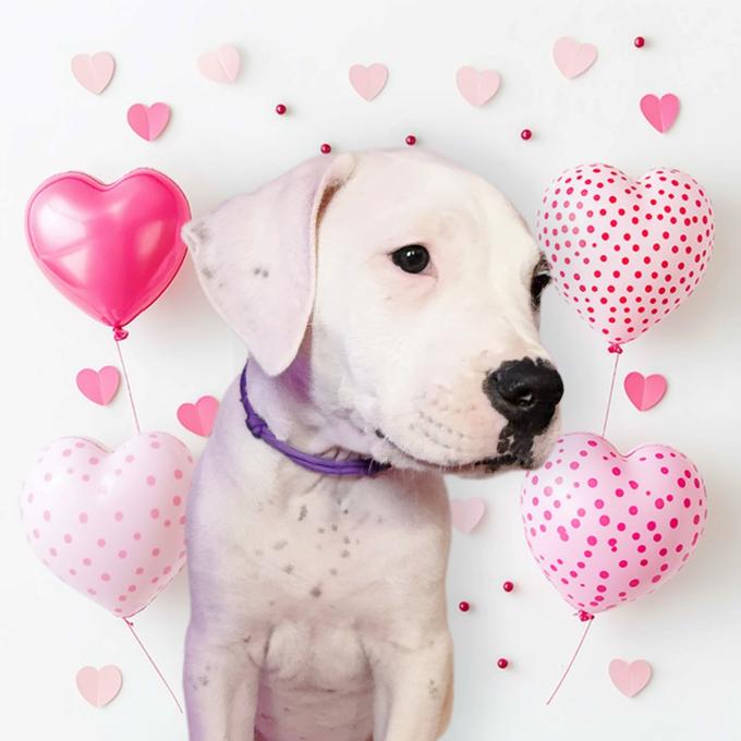 Dogo Argentino