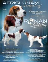 Irish Red & White Setters
