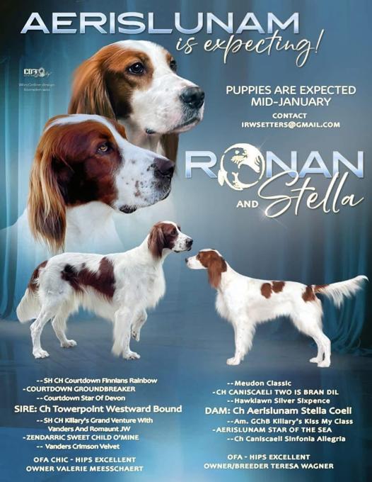 Irish Red & White Setters