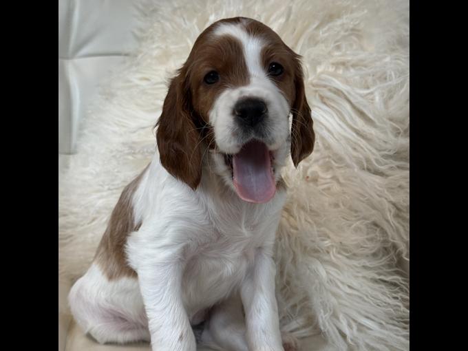 Irish Red & White Setters