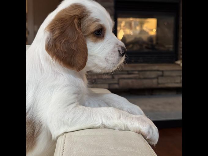 Irish Red & White Setters