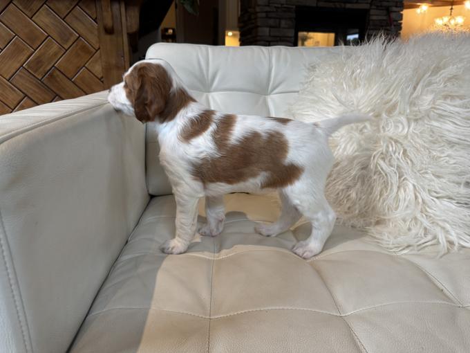 Irish Red & White Setters
