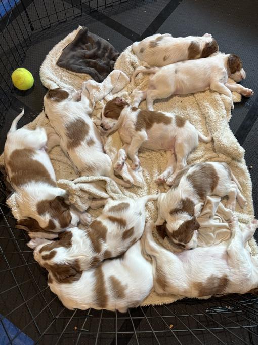 Irish Red & White Setters
