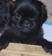 Pug/ShihTzu