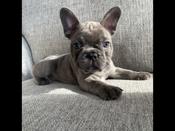 French bulldog