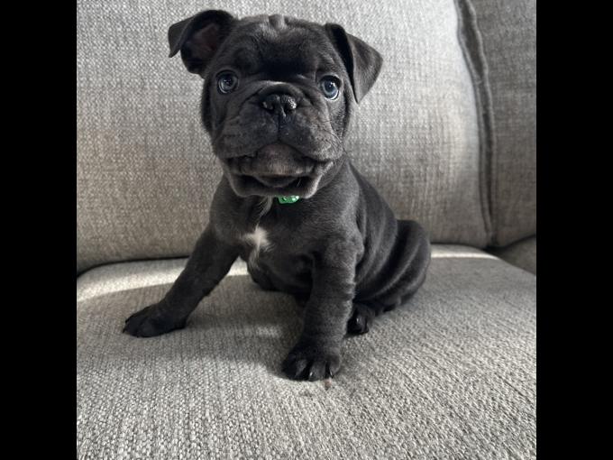 French bulldog
