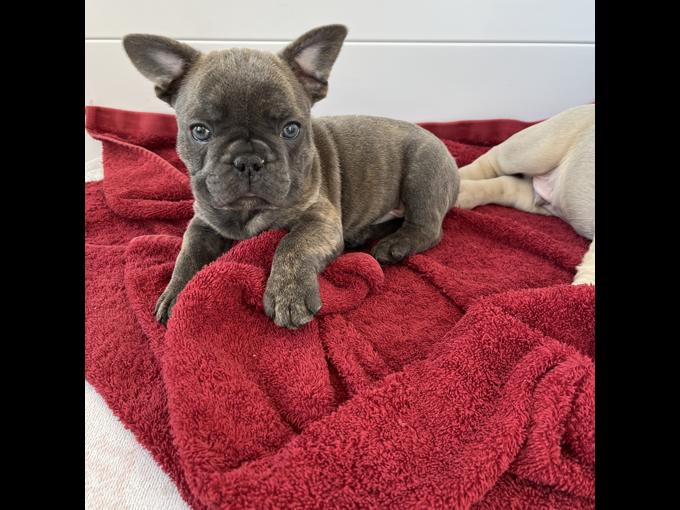 French bulldog