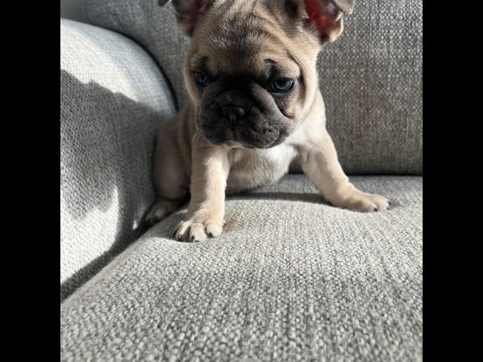 French bulldog