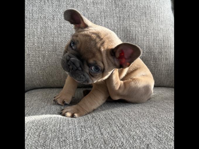 French bulldog