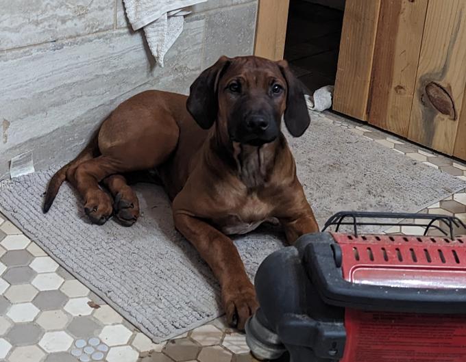 Rhodesian Ridgeback