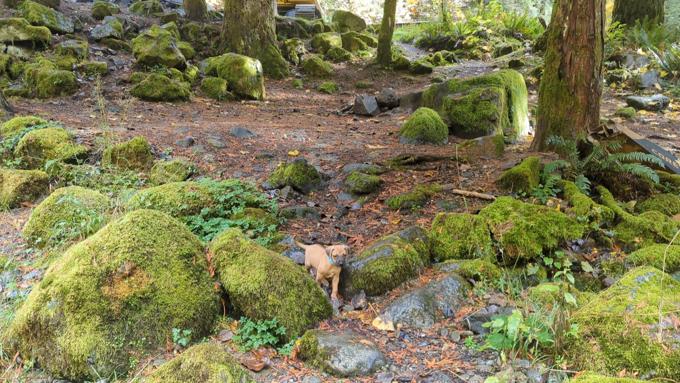Rhodesian Ridgeback