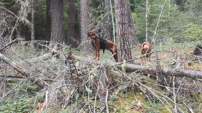 Rhodesian Ridgeback