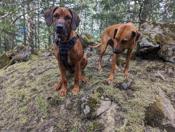 Rhodesian Ridgeback