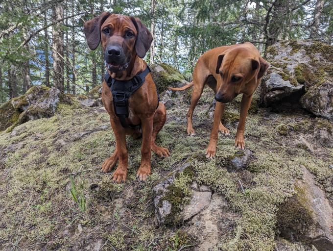 Rhodesian Ridgeback