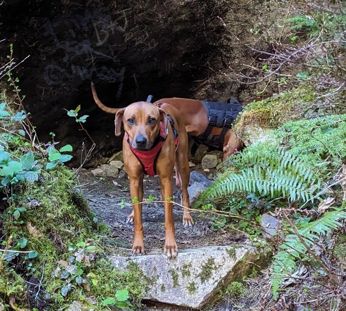Rhodesian Ridgeback