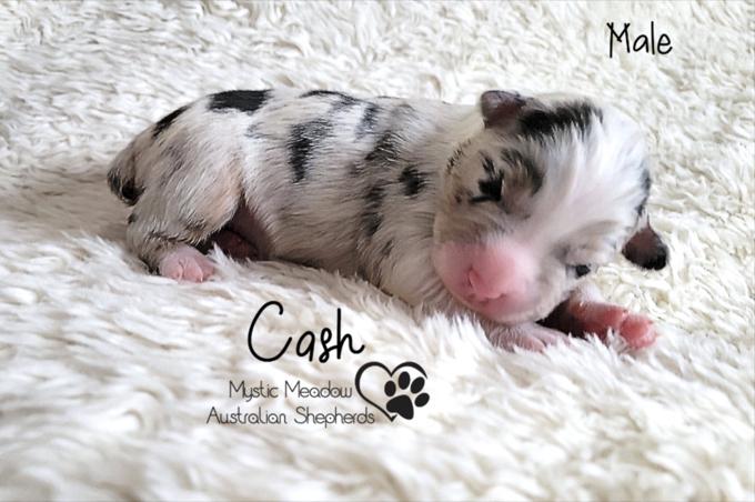 Australian Shepherd