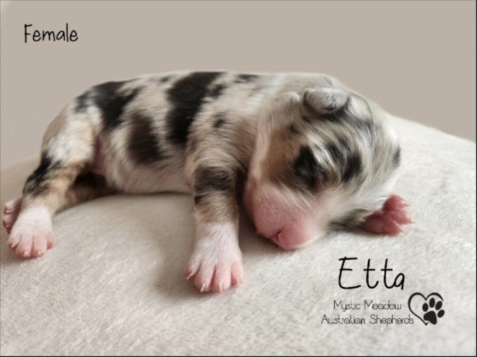 Australian Shepherd