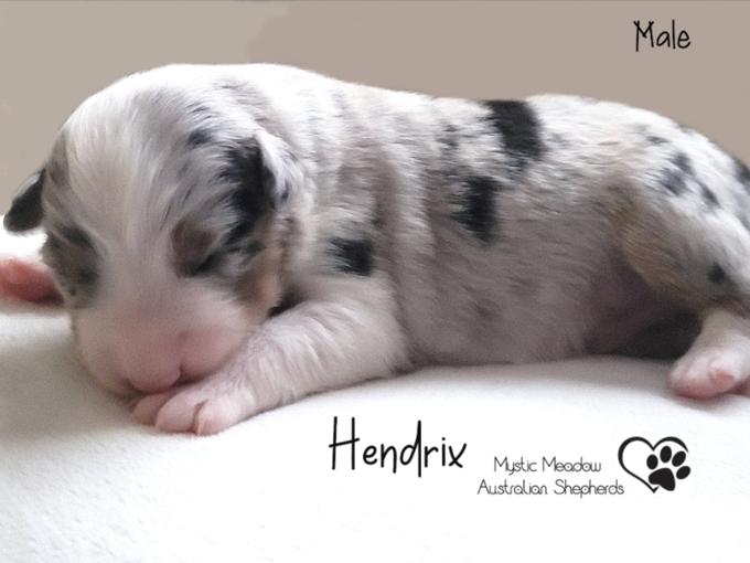 Australian Shepherd