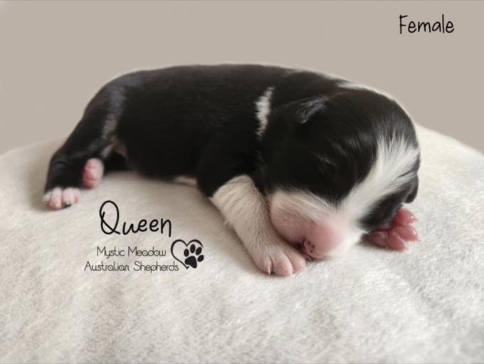Australian Shepherd