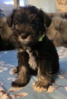 Miniature Schnauzer
