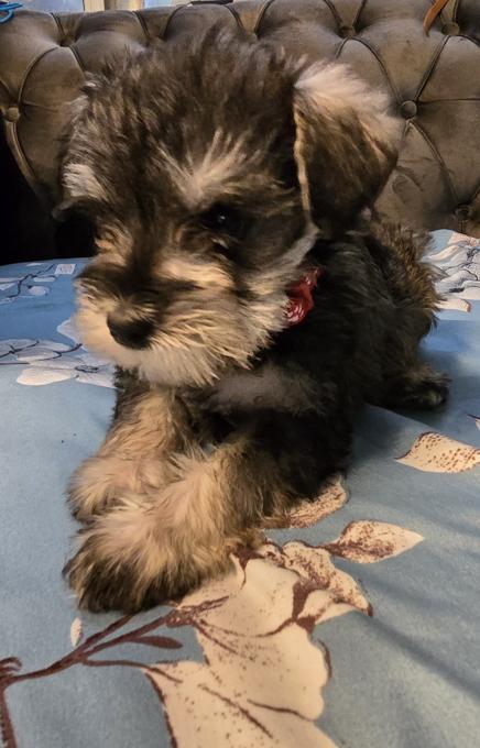 Miniature Schnauzer